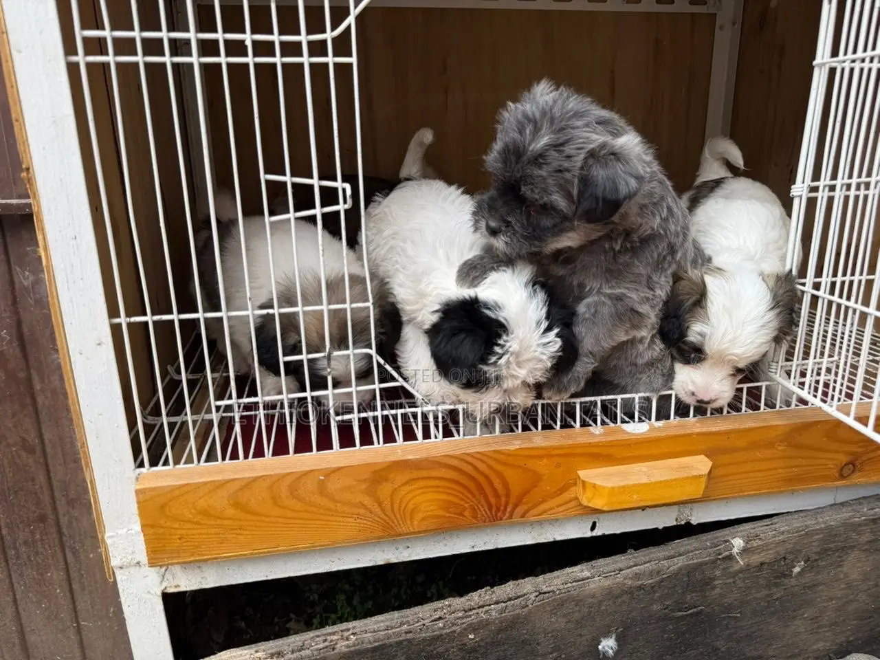 1-3 months Male Purebred Maltese