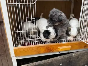 Photo - 1-3 months Male Purebred Maltese