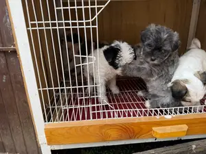 1-3 months Male Purebred Maltese