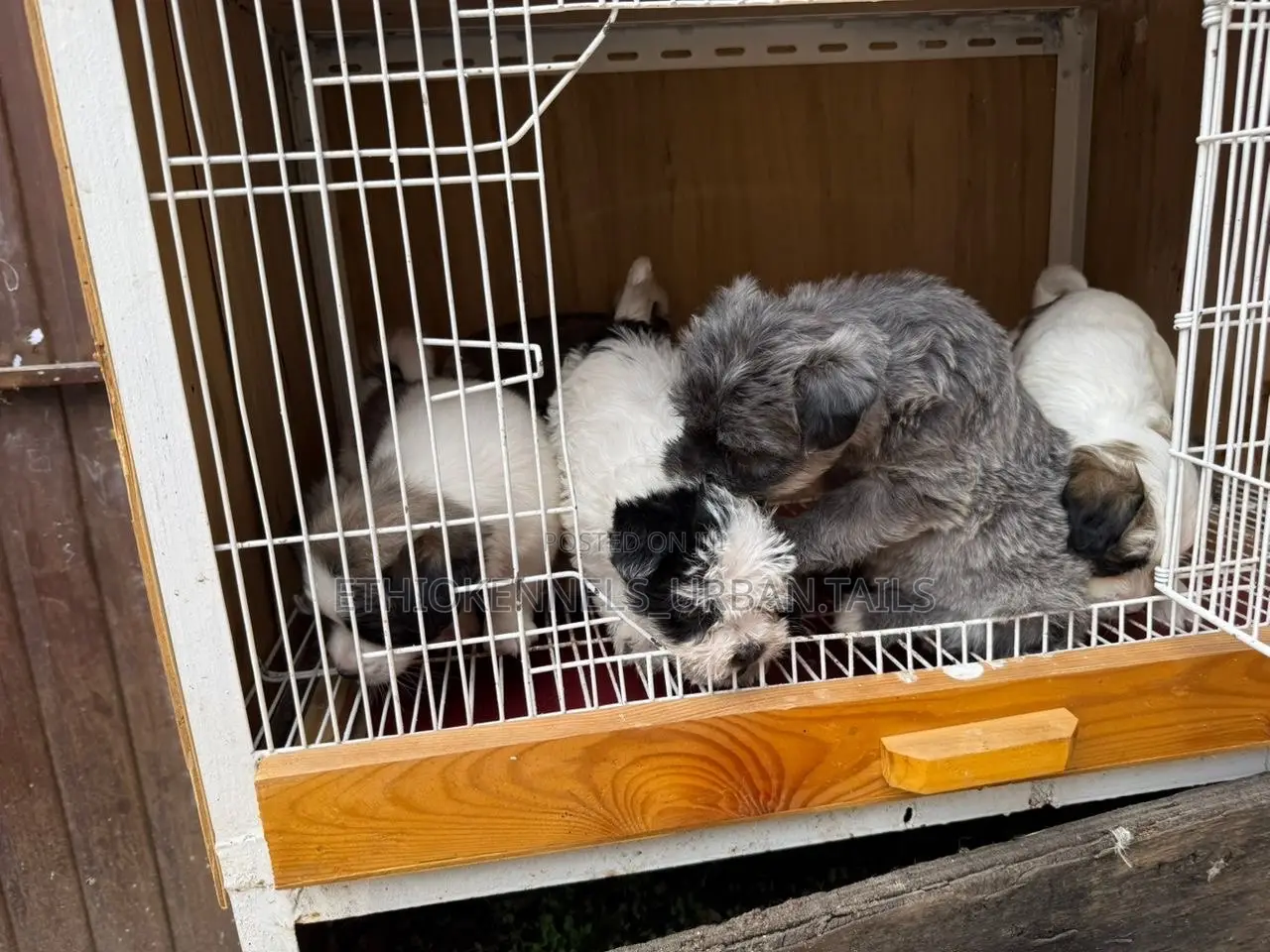 1-3 months Male Purebred Maltese