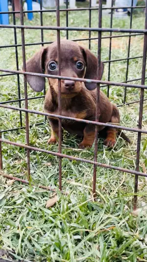 Photo - 1-3 months Male Purebred Dachshund
