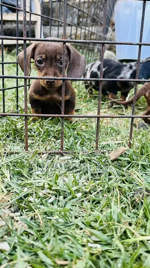 1-3 months Male Purebred Dachshund