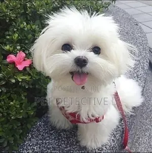 Photo - 1-3 months Male Purebred Maltese