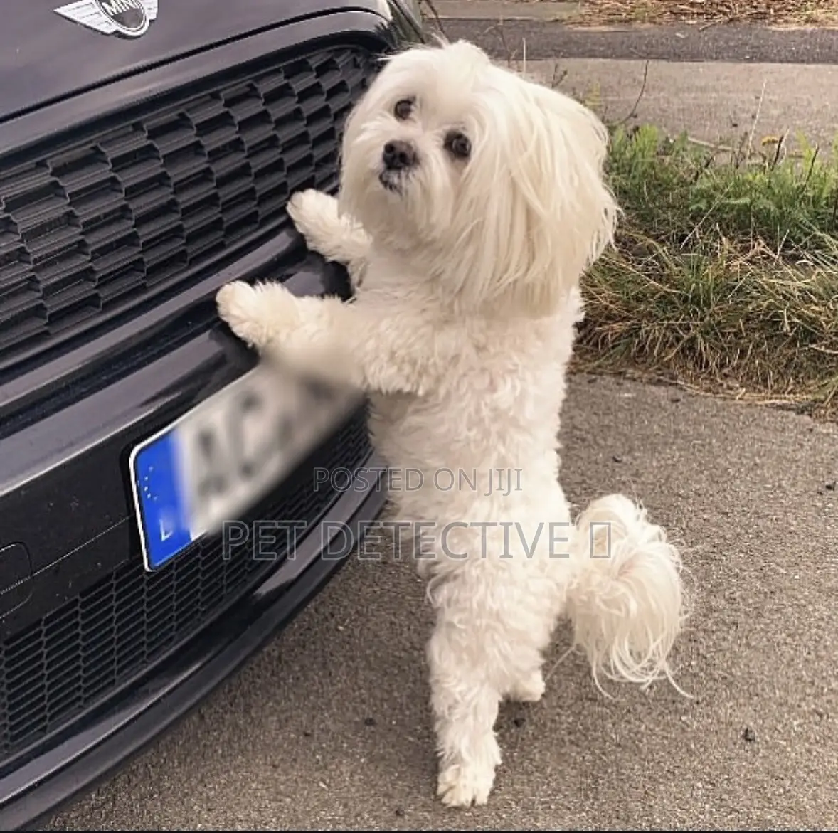 1-3 months Male Purebred Maltese
