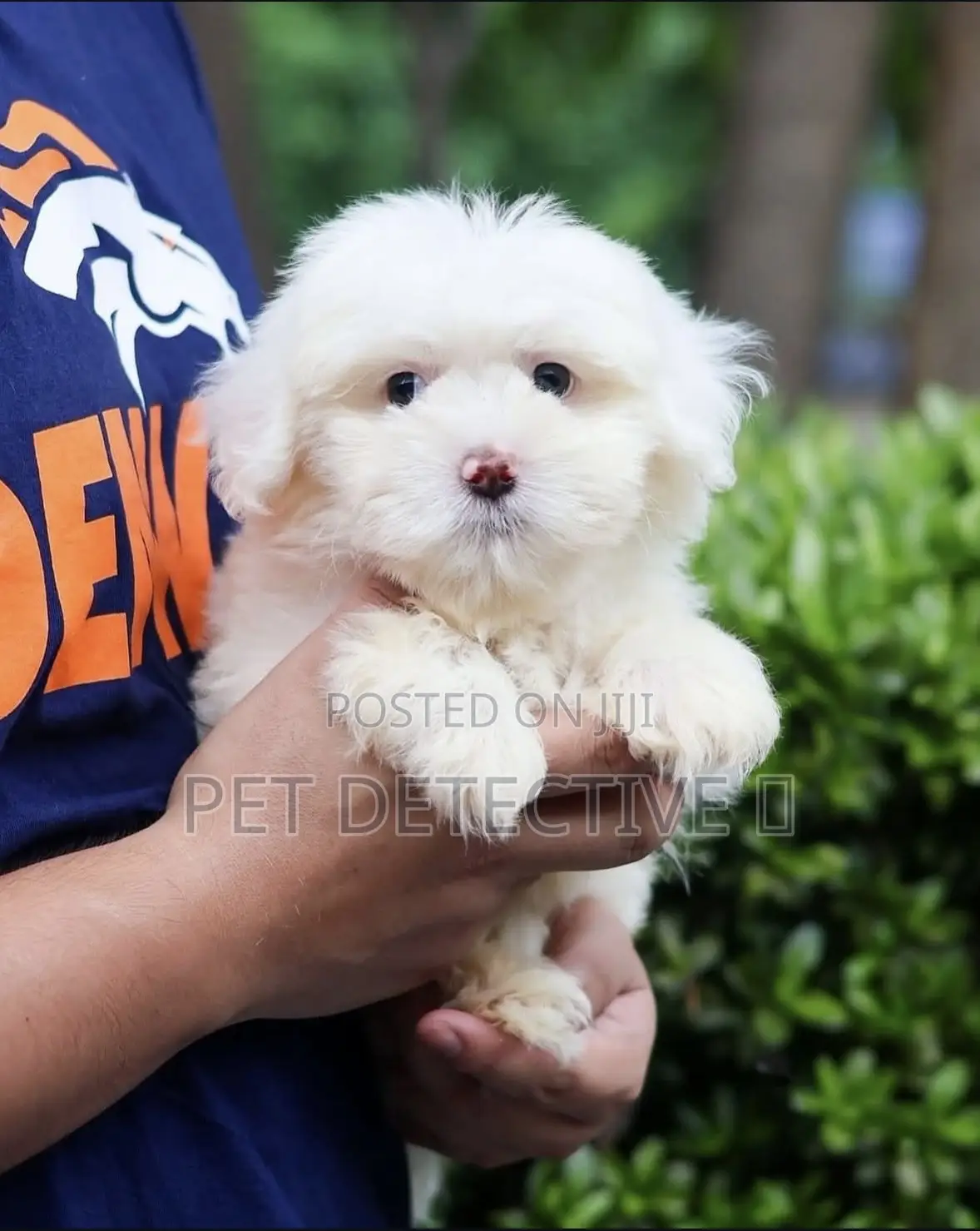 1-3 months Male Purebred Maltese