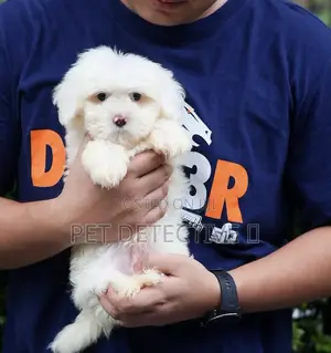 Photo - 1-3 months Male Purebred Maltese