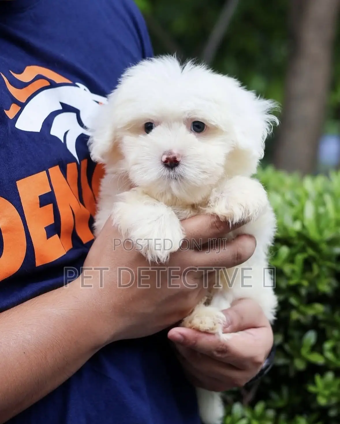 1-3 months Male Purebred Maltese