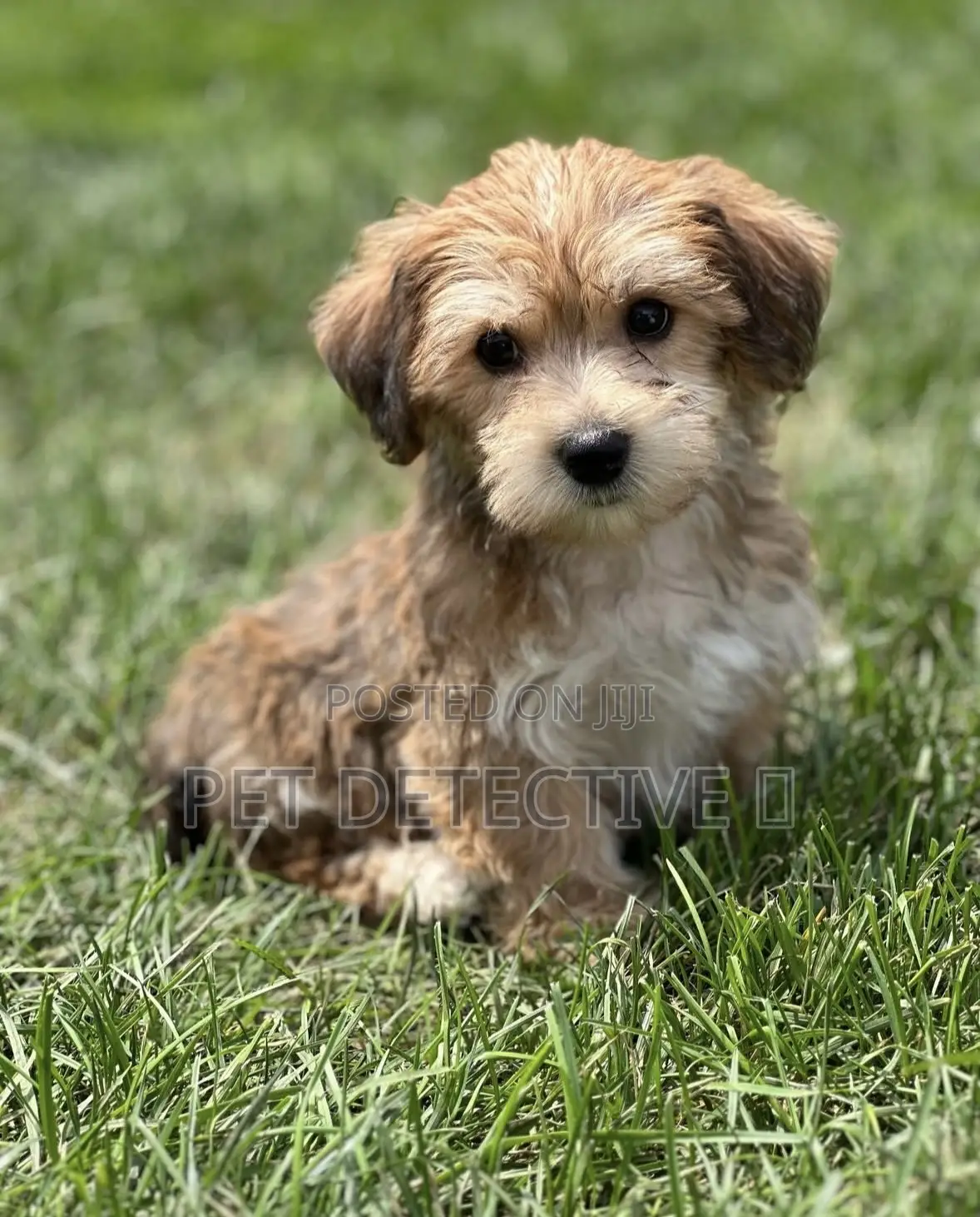 1-3 months Male Purebred Maltese