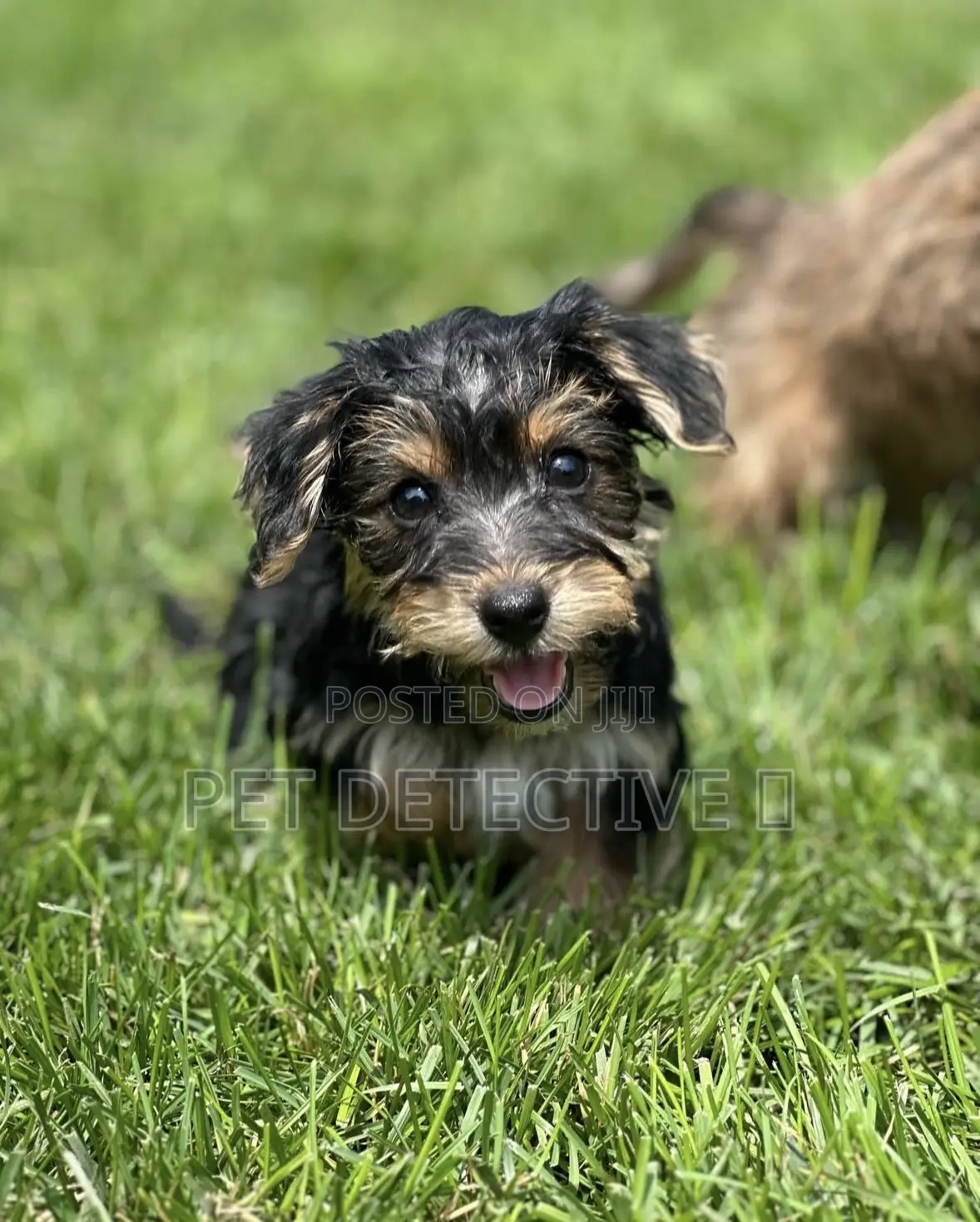 1-3 months Male Purebred Maltese