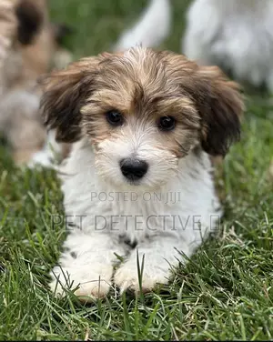 Photo - 1-3 months Male Purebred Maltese