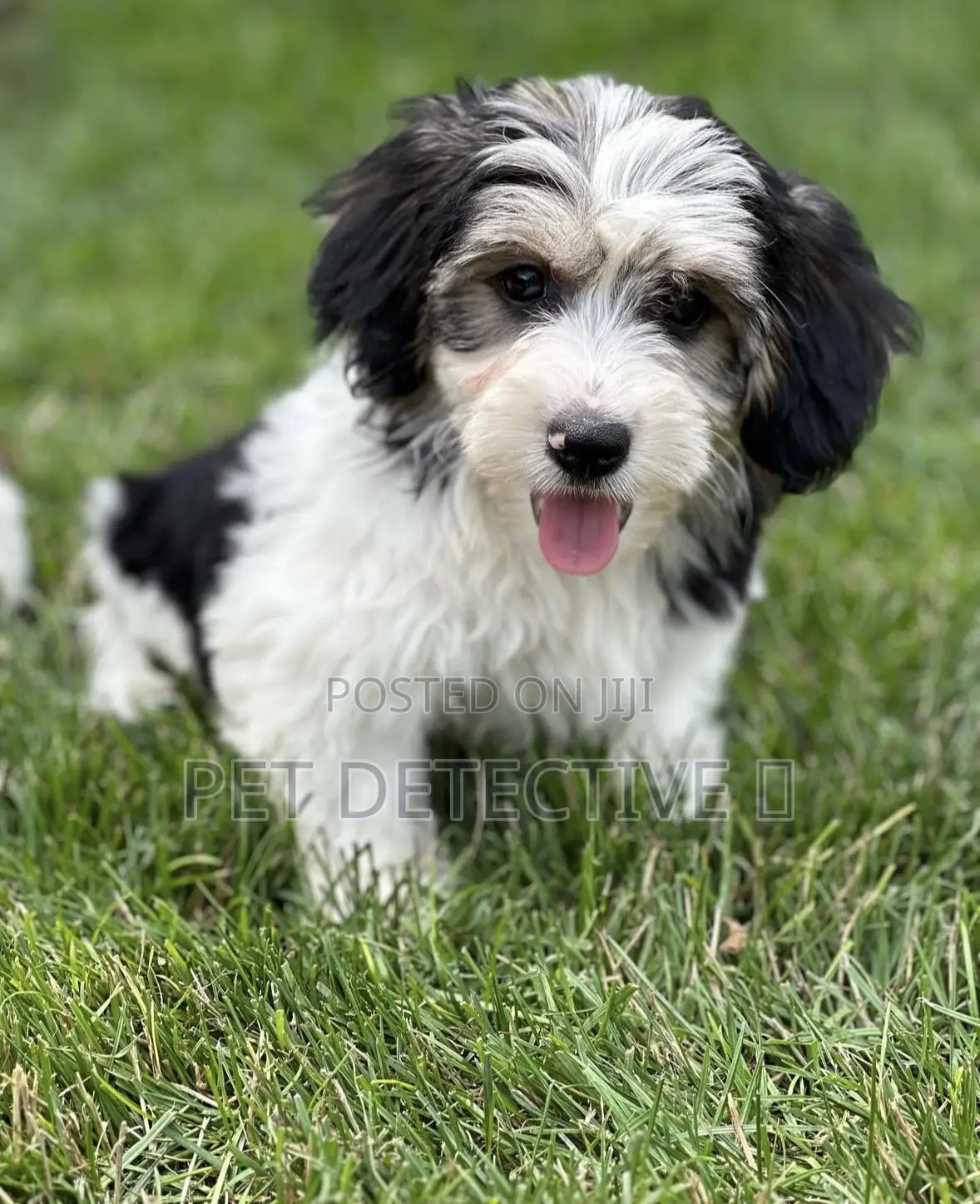 1-3 months Male Purebred Maltese