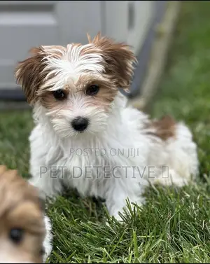 Photo - 1-3 months Male Purebred Maltese