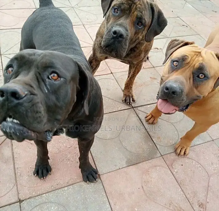 1-3 months Male Purebred Boerboel