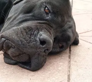 1-3 months Male Purebred Boerboel