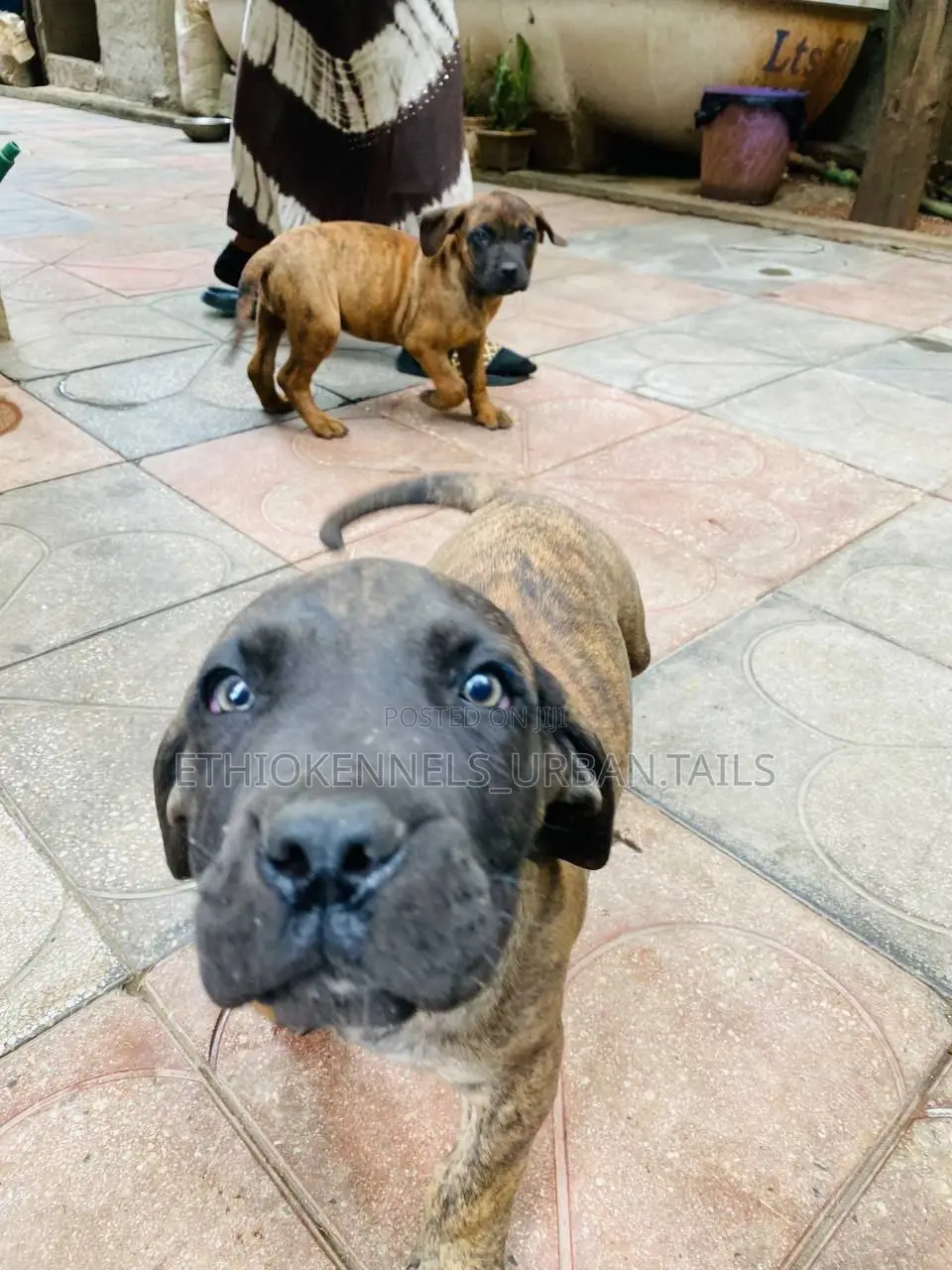 1-3 months Male Purebred Boerboel