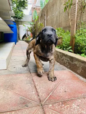 Photo - 1-3 months Male Purebred Boerboel