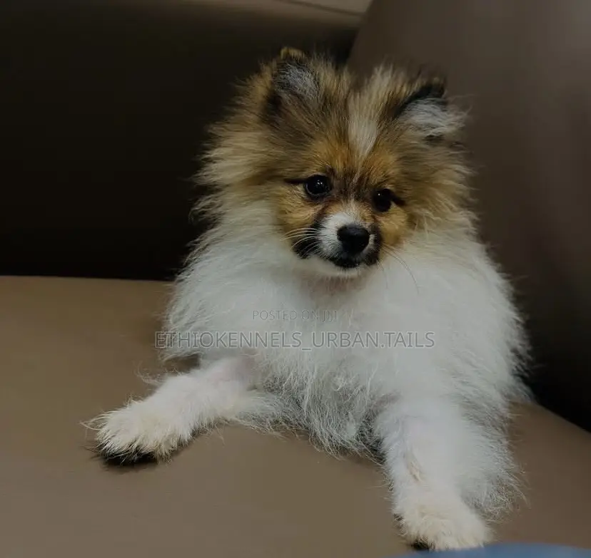 1-3 months Male Purebred Pomeranian