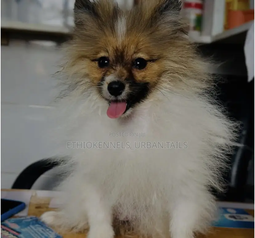 1-3 months Male Purebred Pomeranian