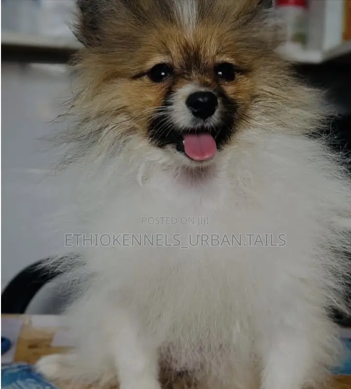 1-3 months Male Purebred Pomeranian
