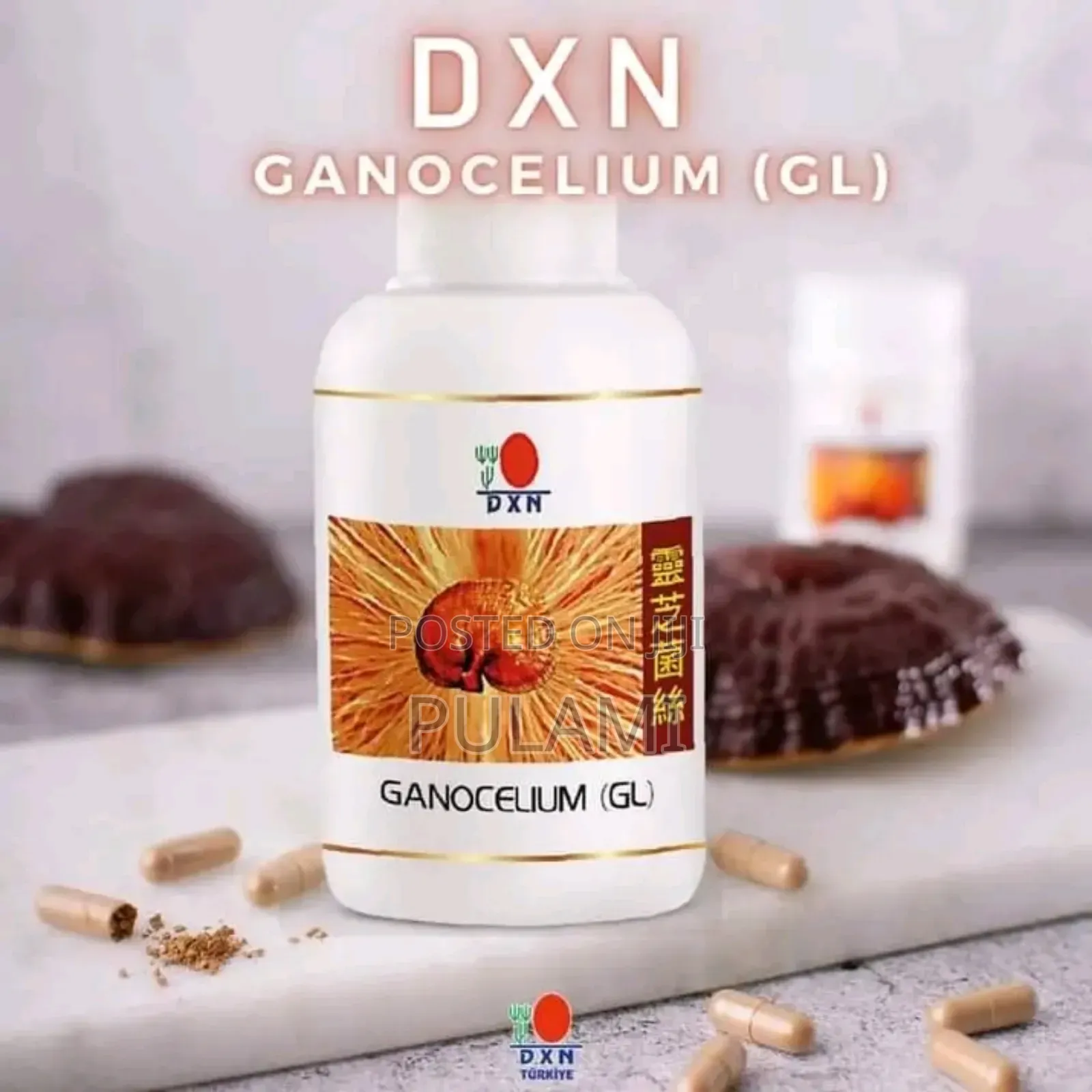 Ganocelium Mushroom ( G L )