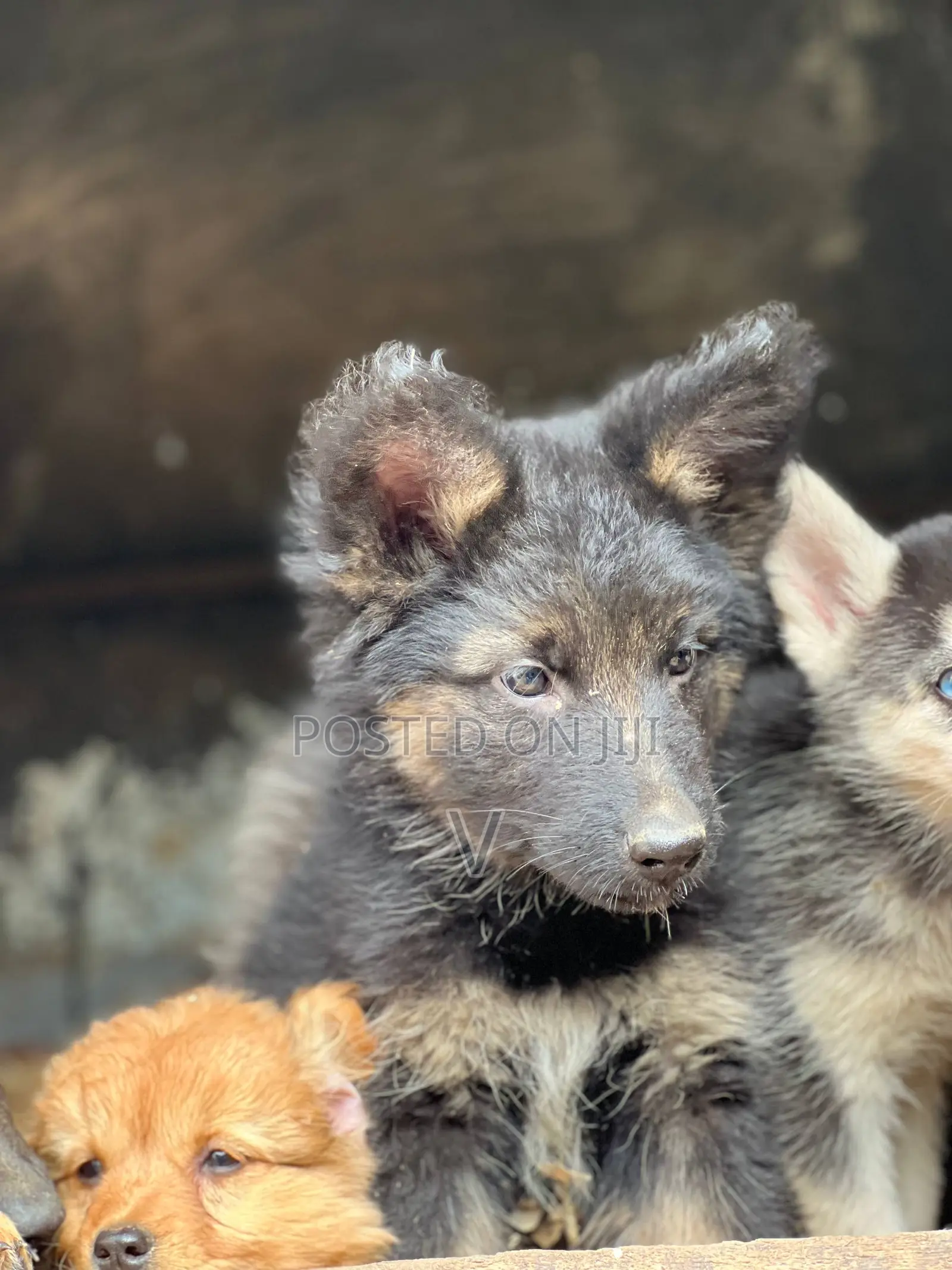 1-3 months Male Purebred German Shepherd