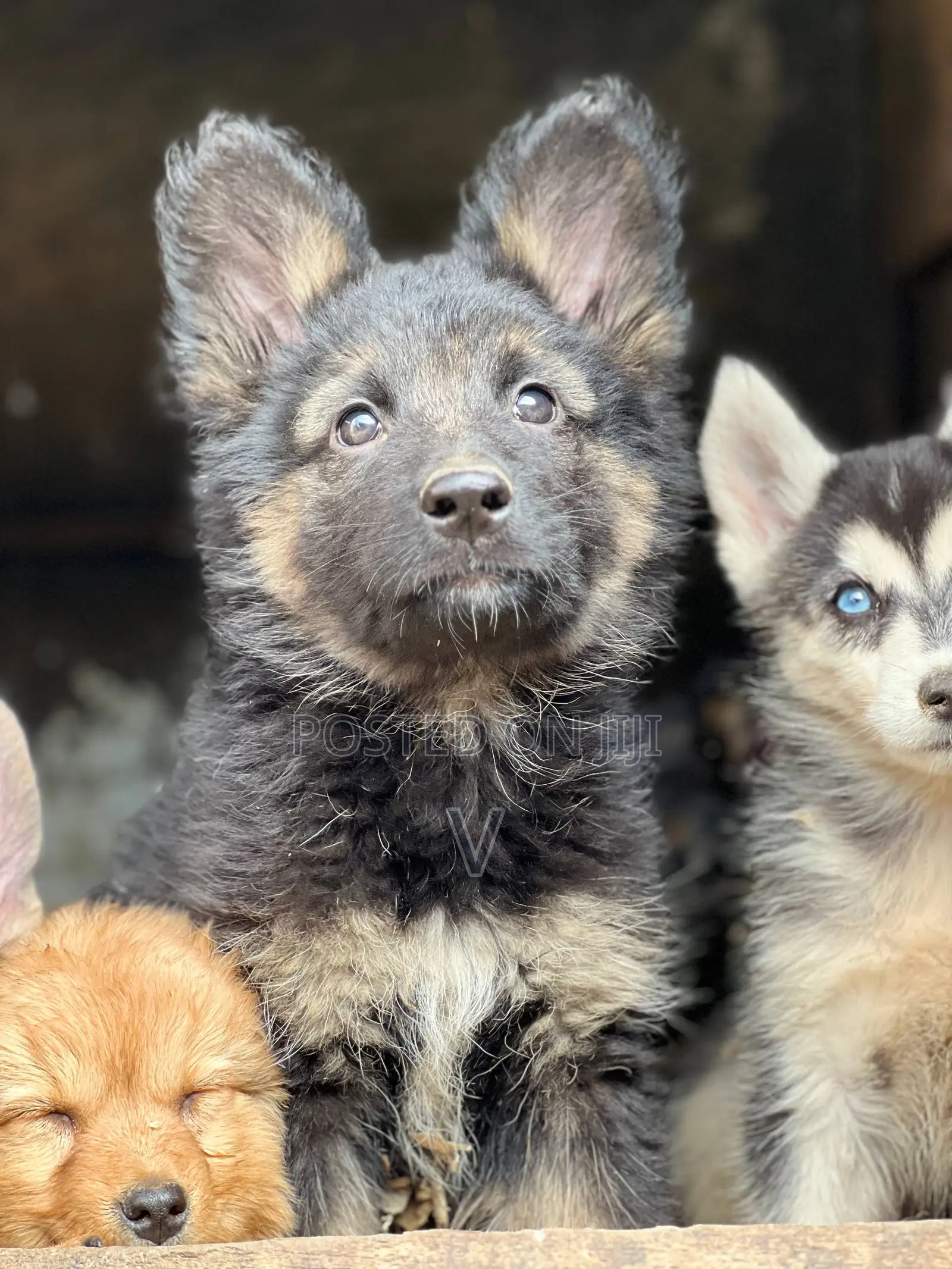 1-3 months Male Purebred German Shepherd