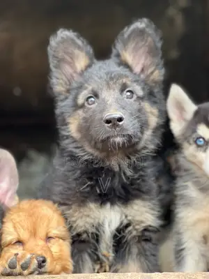 1-3 months Male Purebred German Shepherd