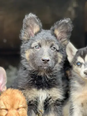 1-3 months Male Purebred German Shepherd