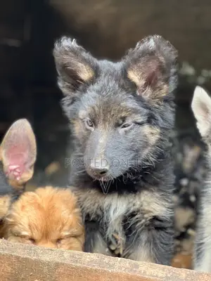 1-3 months Male Purebred German Shepherd