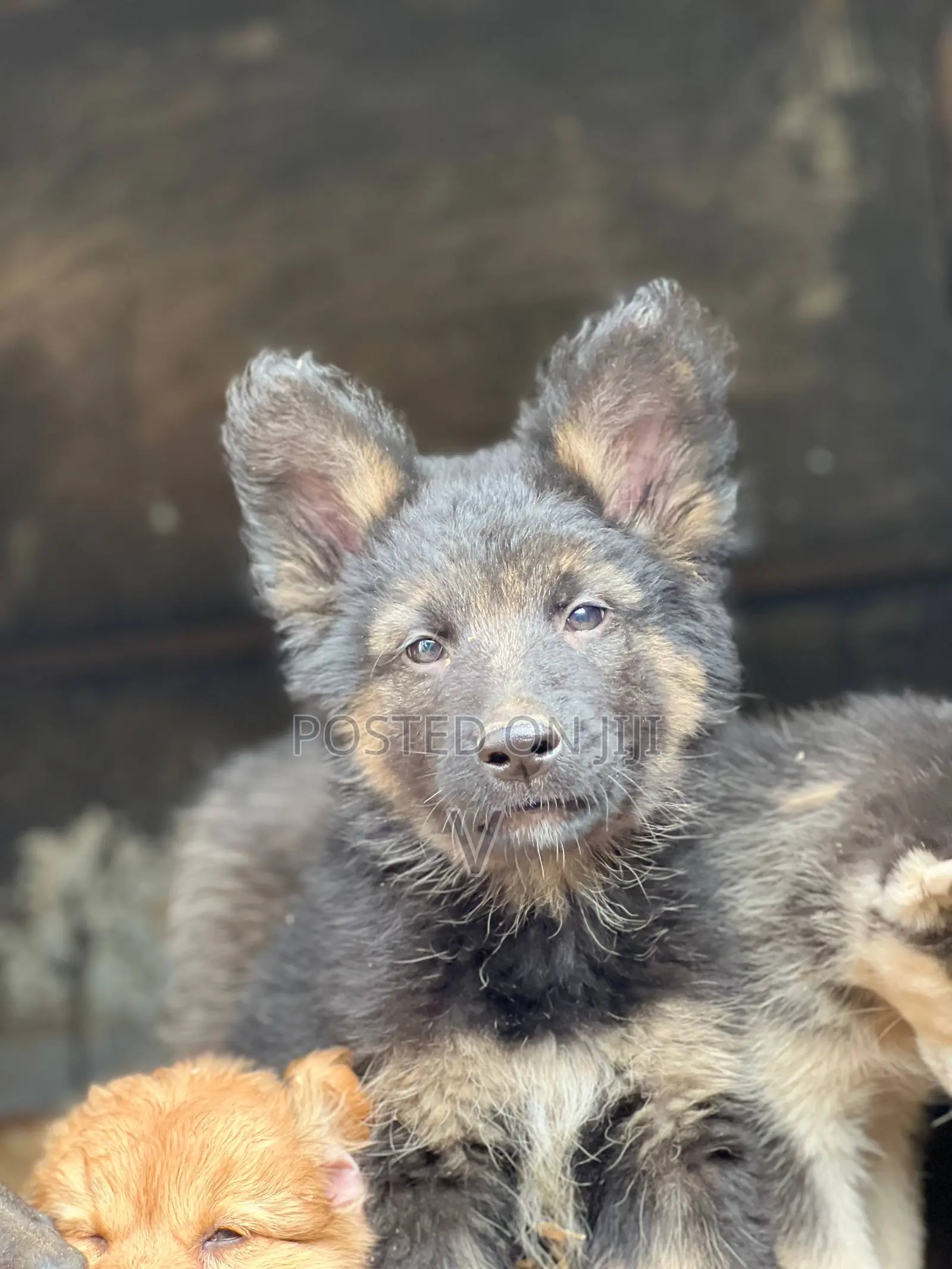 1-3 months Male Purebred German Shepherd