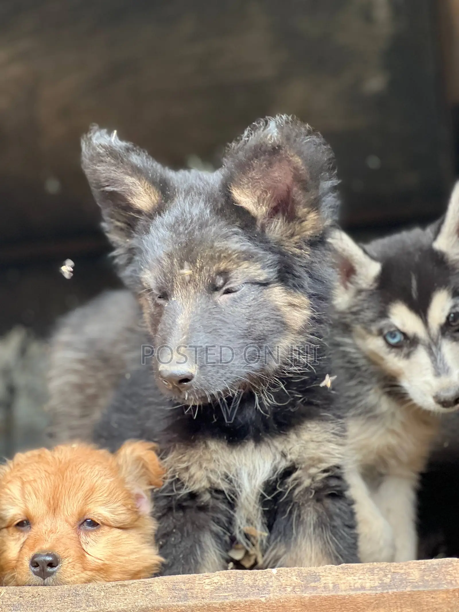 1-3 months Male Purebred German Shepherd