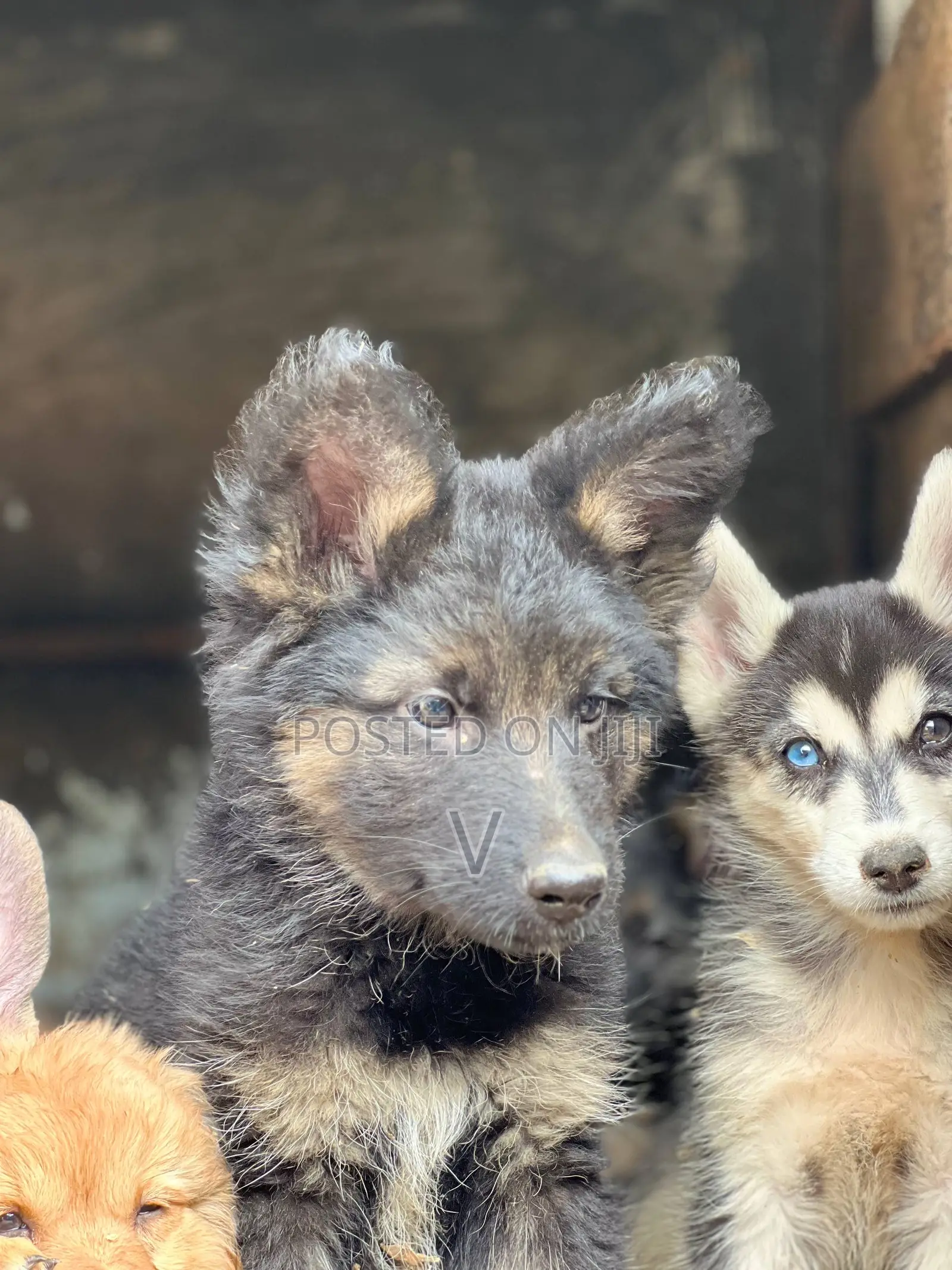1-3 months Male Purebred German Shepherd