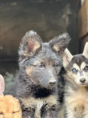 1-3 months Male Purebred German Shepherd