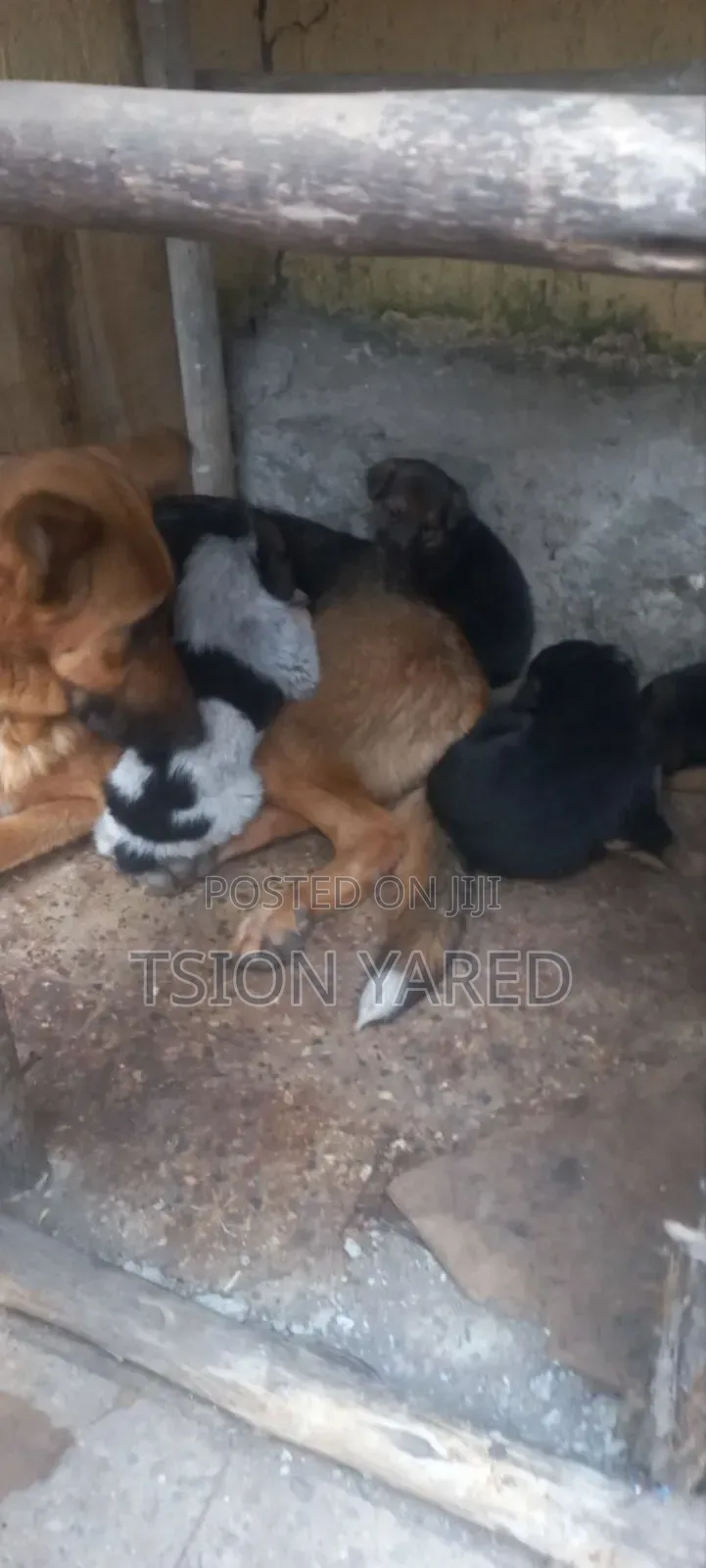 1-3 months Male Purebred German Shepherd