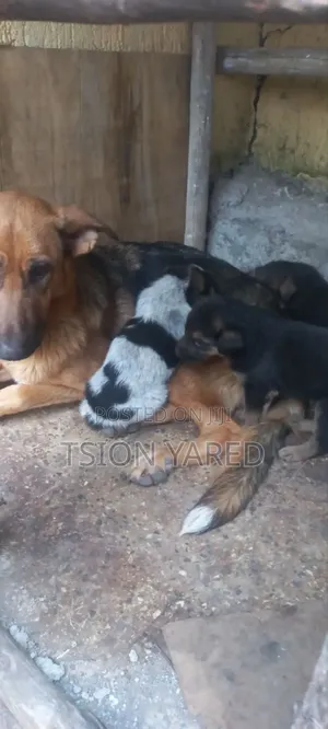 1-3 months Male Purebred German Shepherd