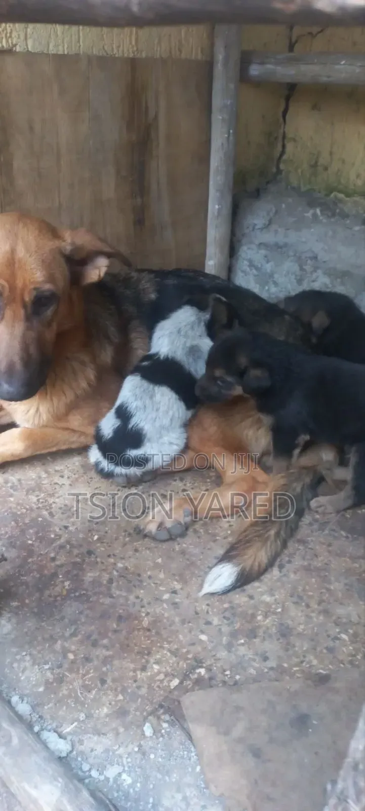 1-3 months Male Purebred German Shepherd