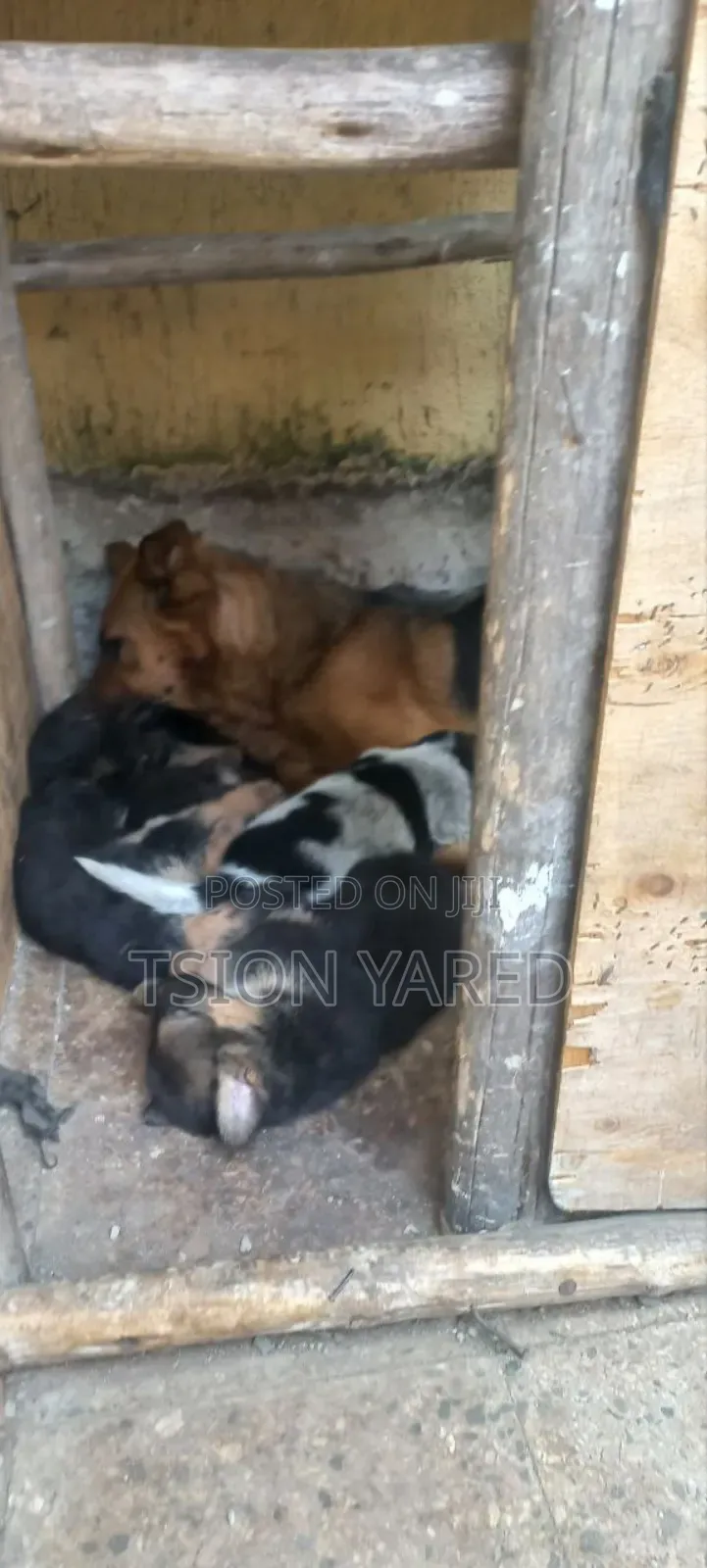 1-3 months Male Purebred German Shepherd