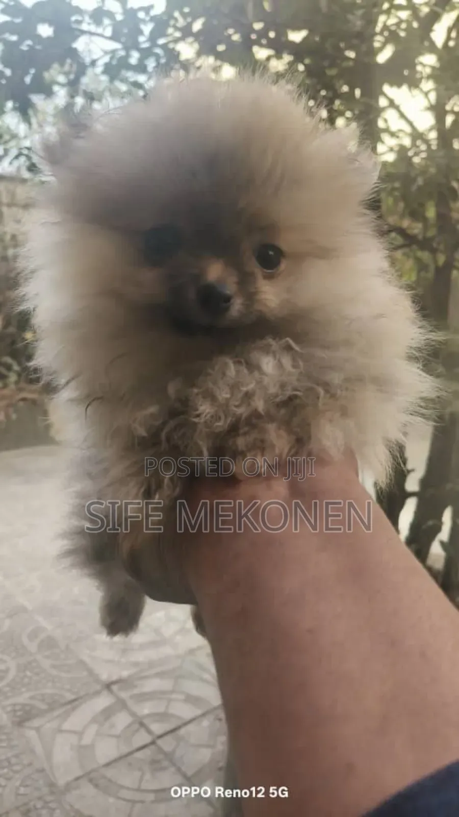 1-3 months Male Purebred Pomeranian