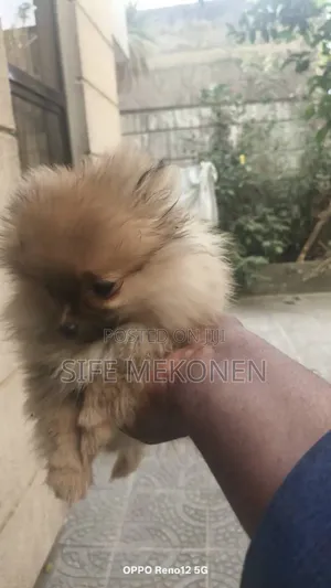 1-3 months Male Purebred Pomeranian