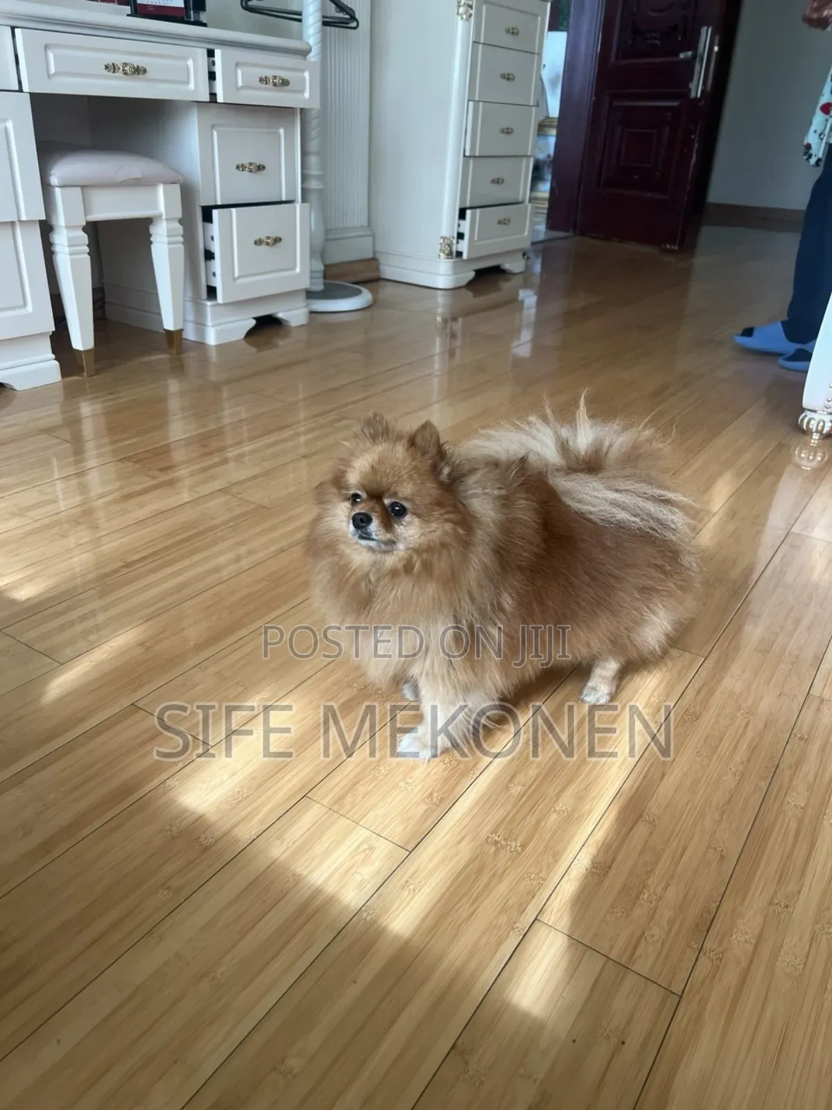 1-3 months Male Purebred Pomeranian