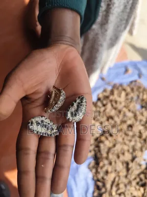 ምርጥ ፍሬ ያለወ ኮረሪማ