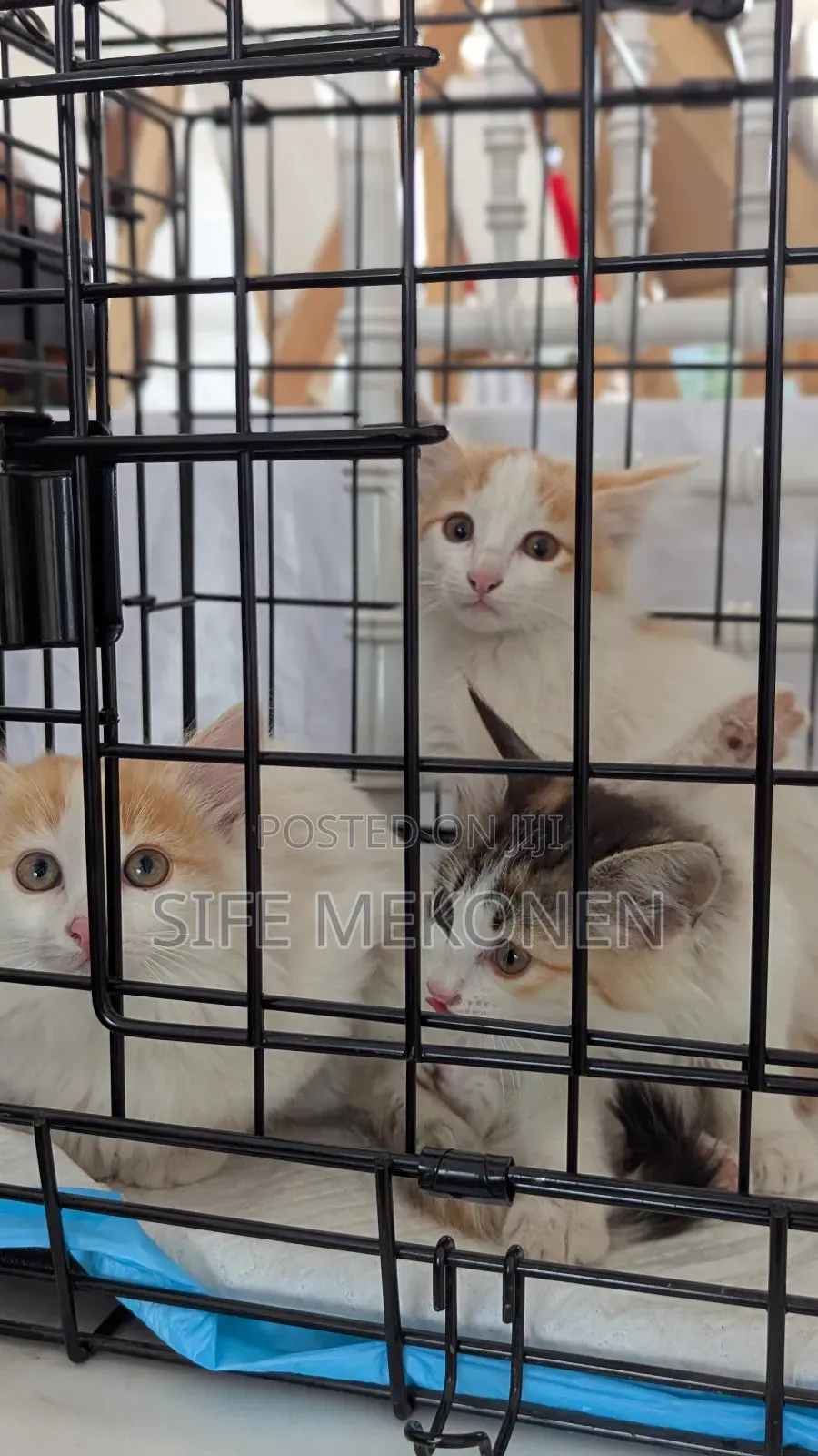 1-3 months Male Purebred Abyssinian