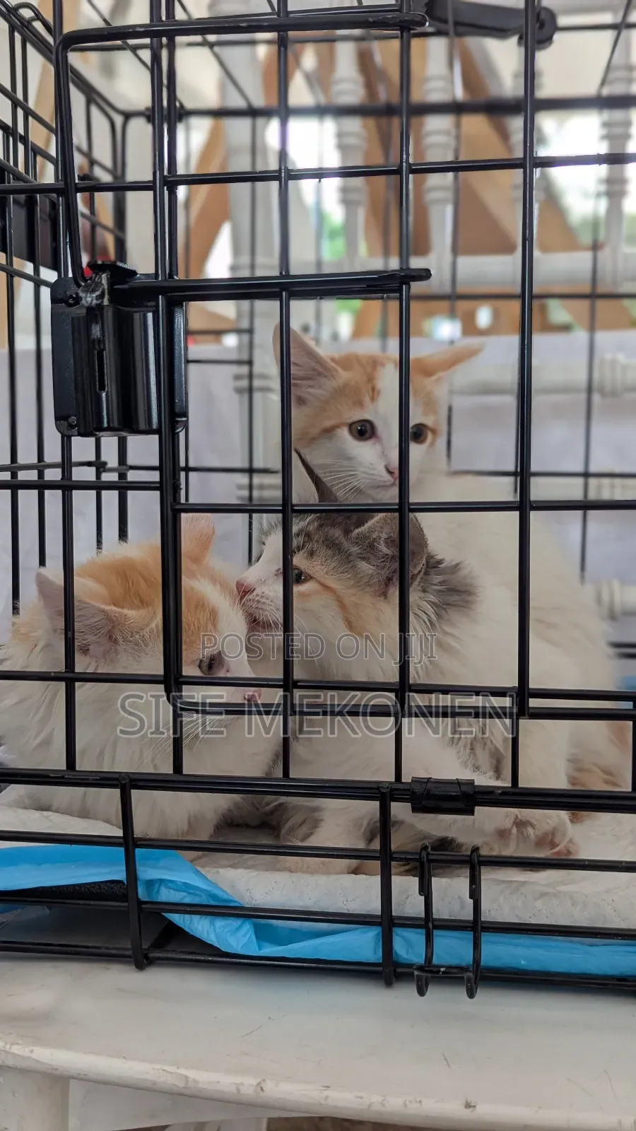 1-3 months Male Purebred Abyssinian