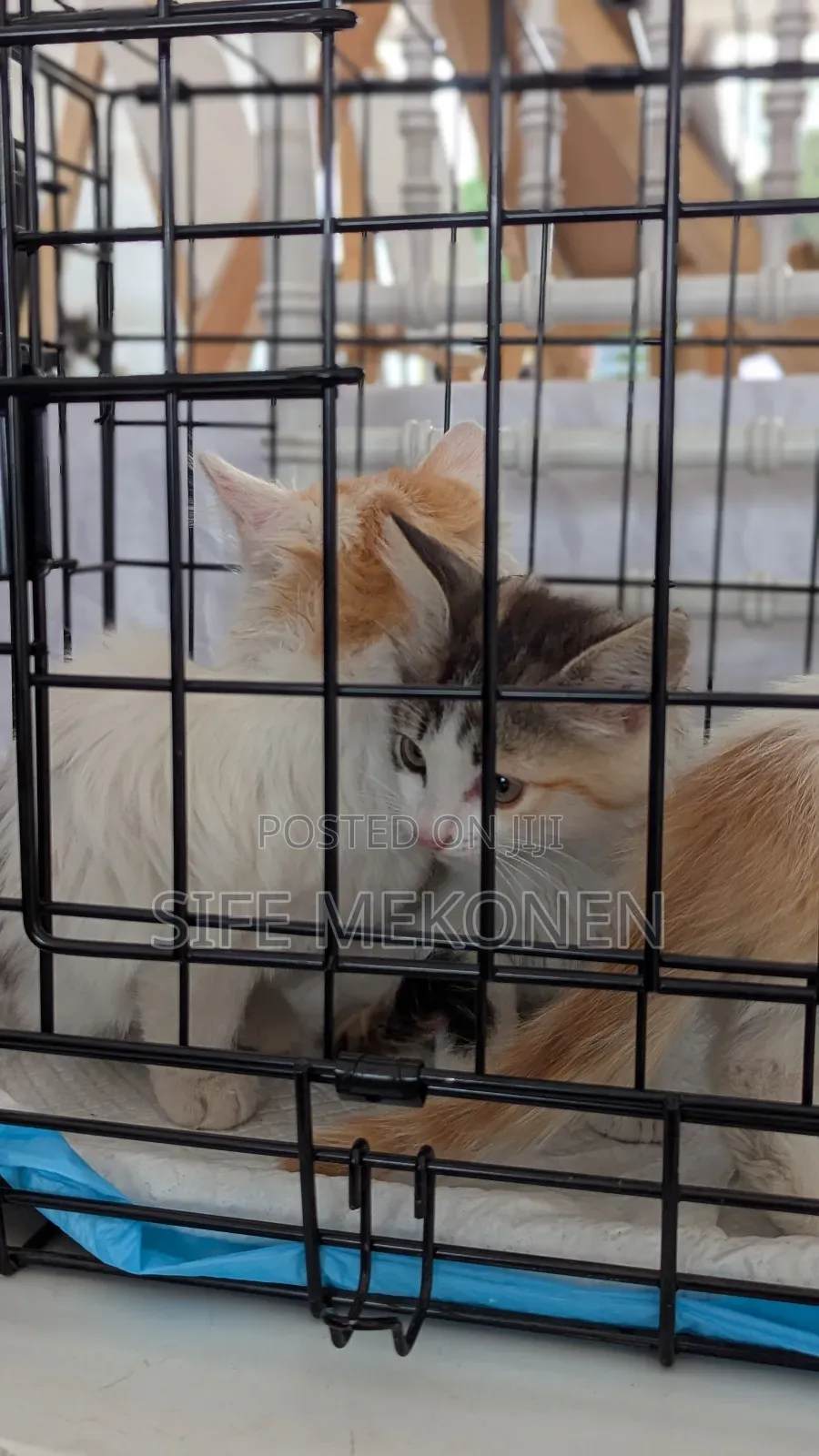 1-3 months Male Purebred Abyssinian