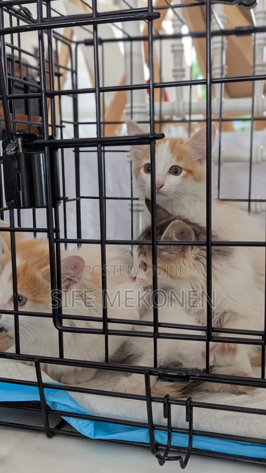 1-3 months Male Purebred Abyssinian