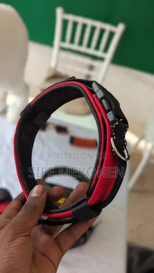 Ddifferent Kinds of Collars for Dogs