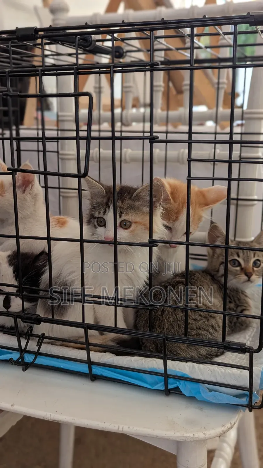 1-3 months Female Purebred Abyssinian