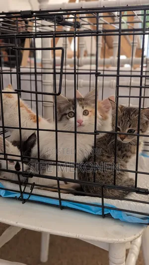 1-3 months Female Purebred Abyssinian