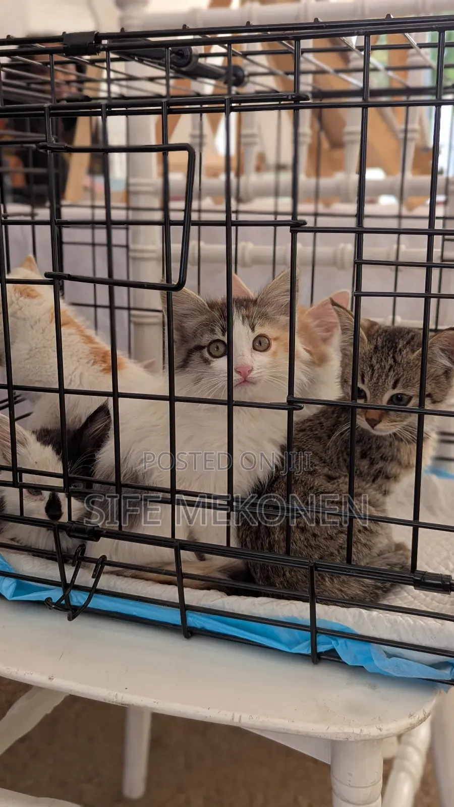 1-3 months Female Purebred Abyssinian