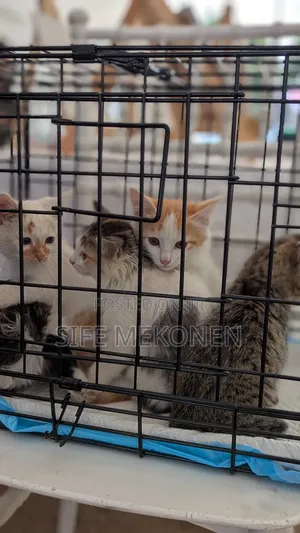 1-3 months Female Purebred Abyssinian